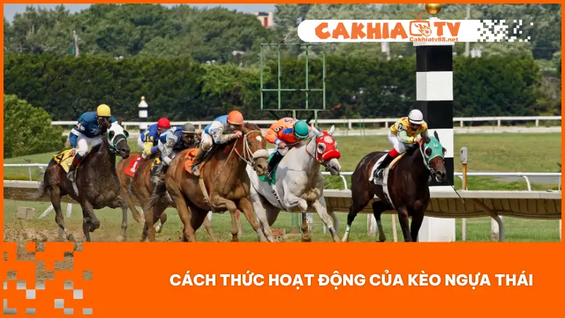 Người chơi cần nắm rõ cách thức cược và các hình thức cược có sẵn